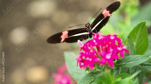 beautiful colorful and delicate butterflies photo