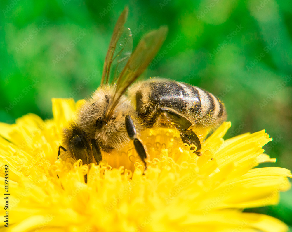 Bee collecting honey on the dandelion Bee collecting honey on the dandelion