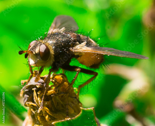 Detailed macro of big fly in the grass photo