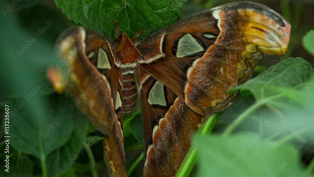 beautiful colorful and delicate butterflies beautiful colorful and delicate butterflies