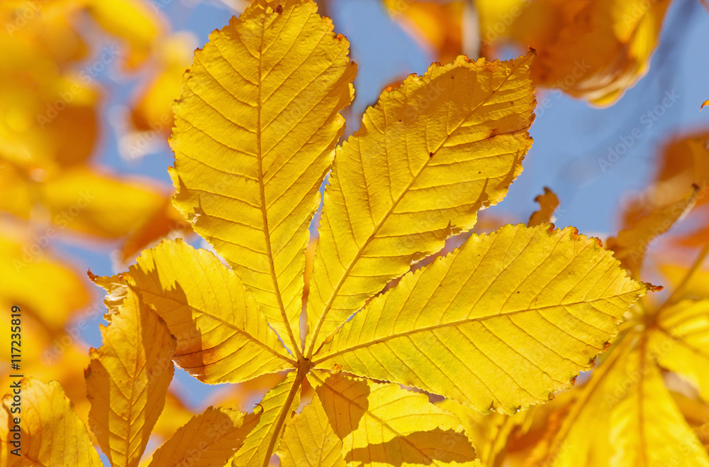 close up of yellow leaf on maple tree at fall