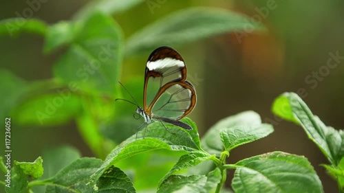 beautiful glasswing butterflies filmed close up photo