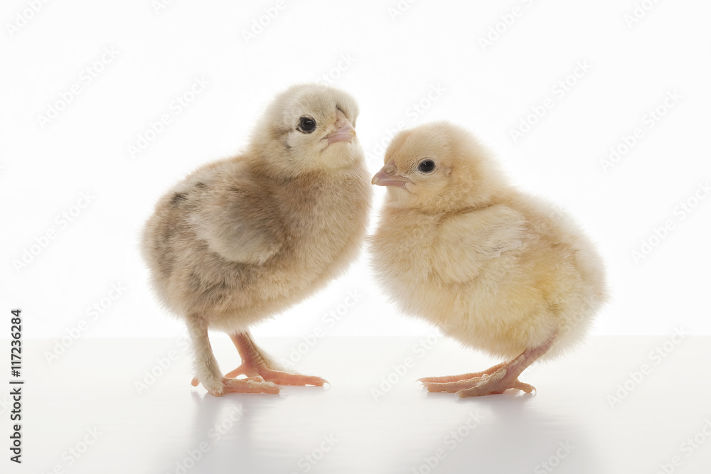 Small fluffy chickens