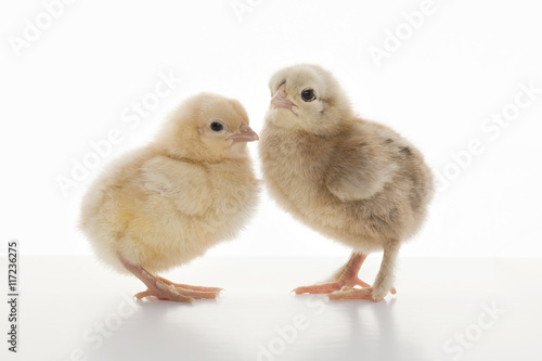 Wallpaper Mural Small fluffy chickens Torontodigital.ca