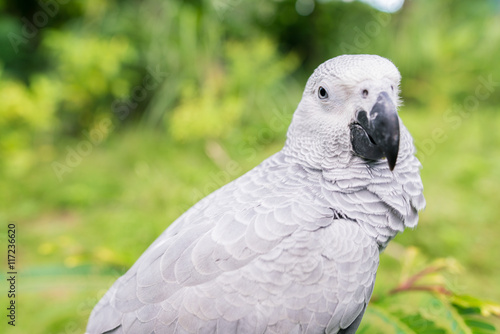  Portrait of the Young African grey parrot sitting on branch and looking at camera with lush green background with copy space