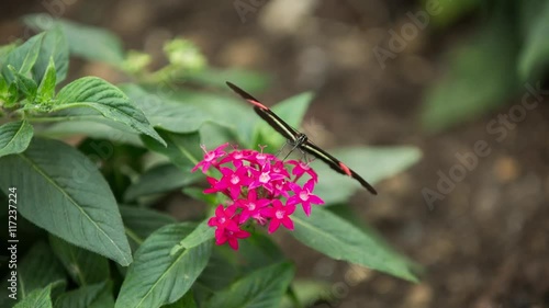 beautiful butterflies filmed close up photo