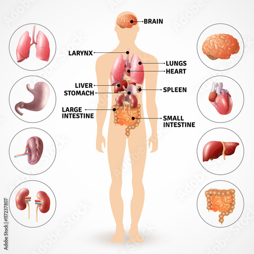 Human Anatomy Organs 