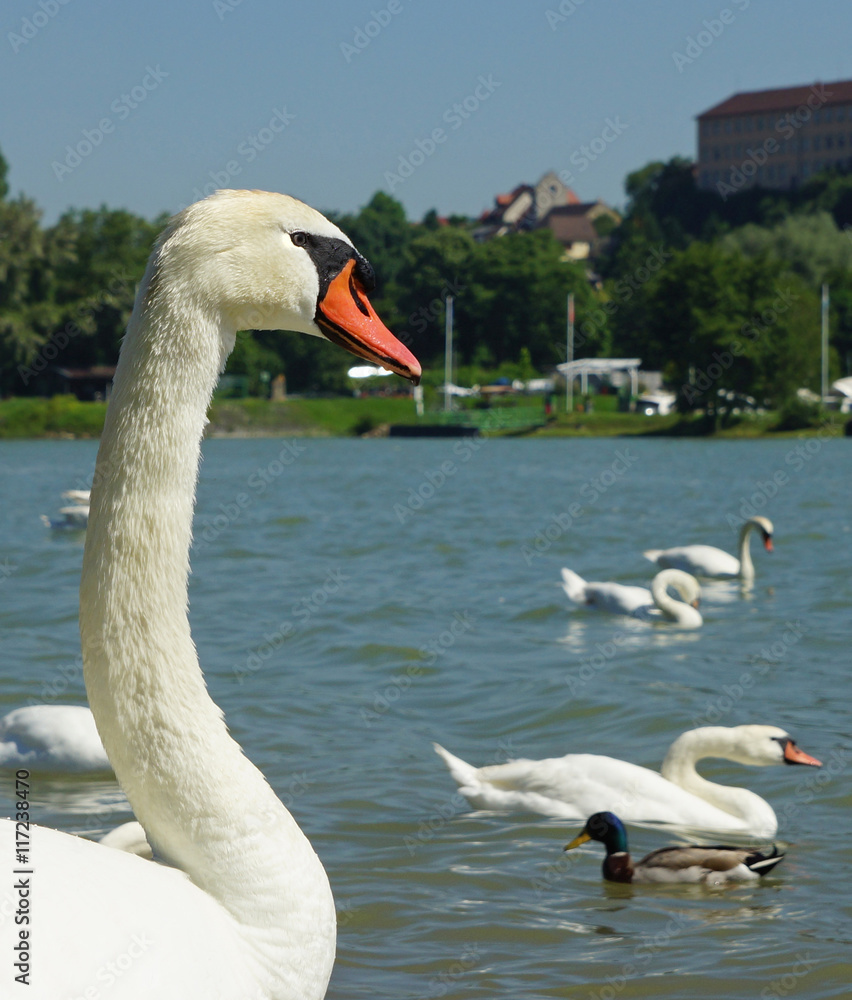Fototapeta premium cygne