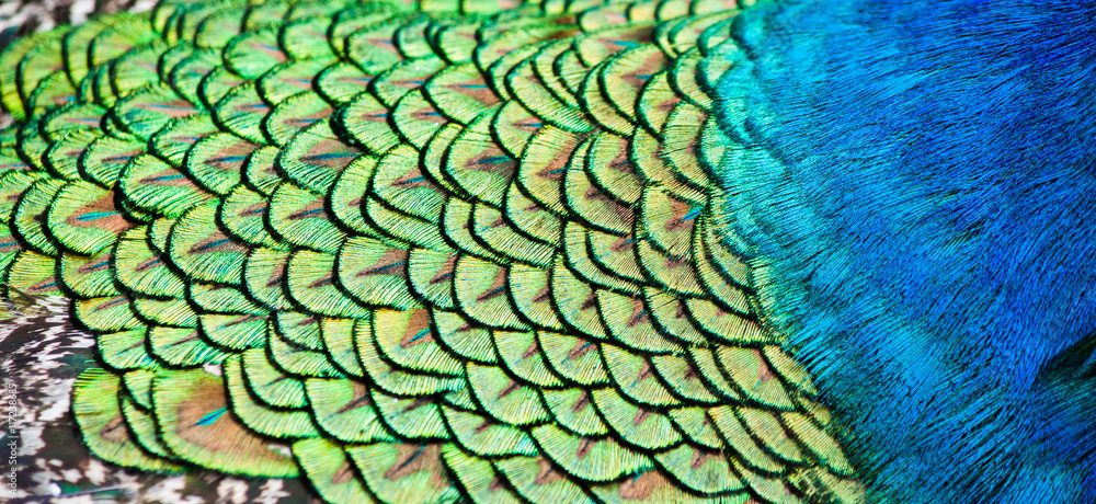 Fototapeta premium Detail of peacock feathers, fur.