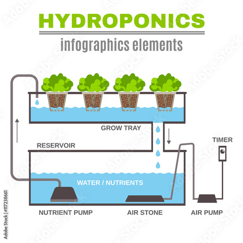 Infographic Hydroponic Illustration