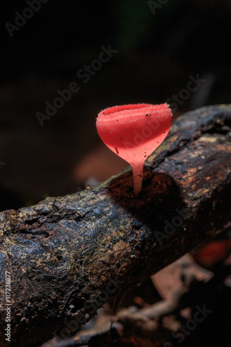 Champagne mushroom