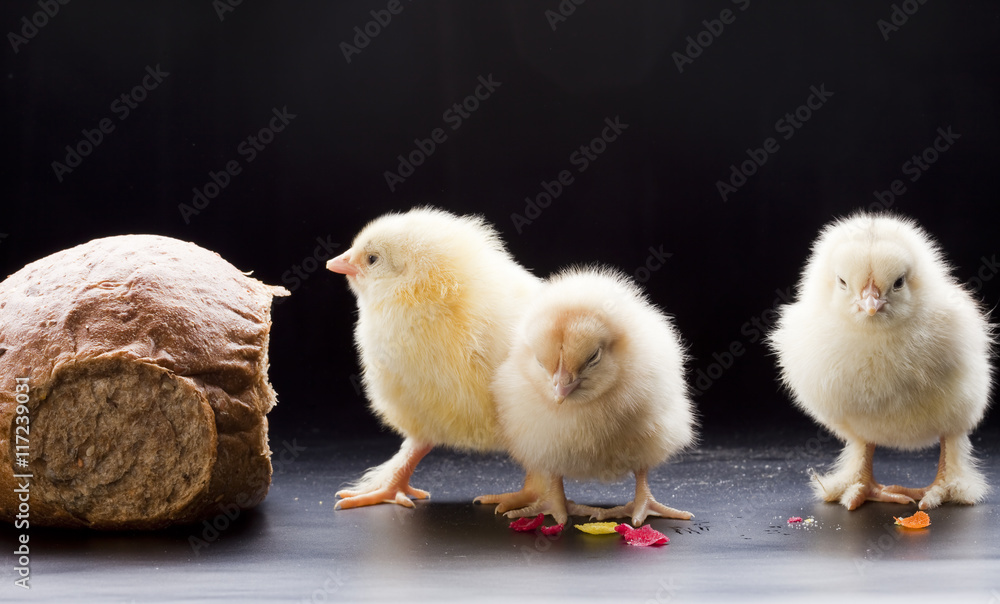 Small fluffy chickens Small fluffy chickens