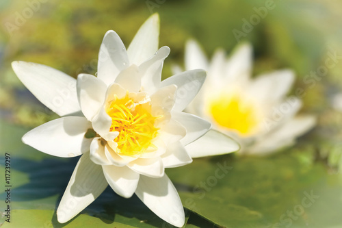 White Water Lily; Nymphaea alba