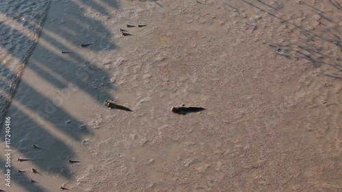 Group of Mudskipper in mangrove forest moving to the sea photo