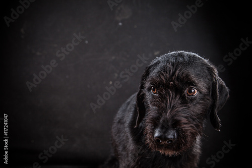 Obraz na plátně Unhappy maltreat dog on black background.