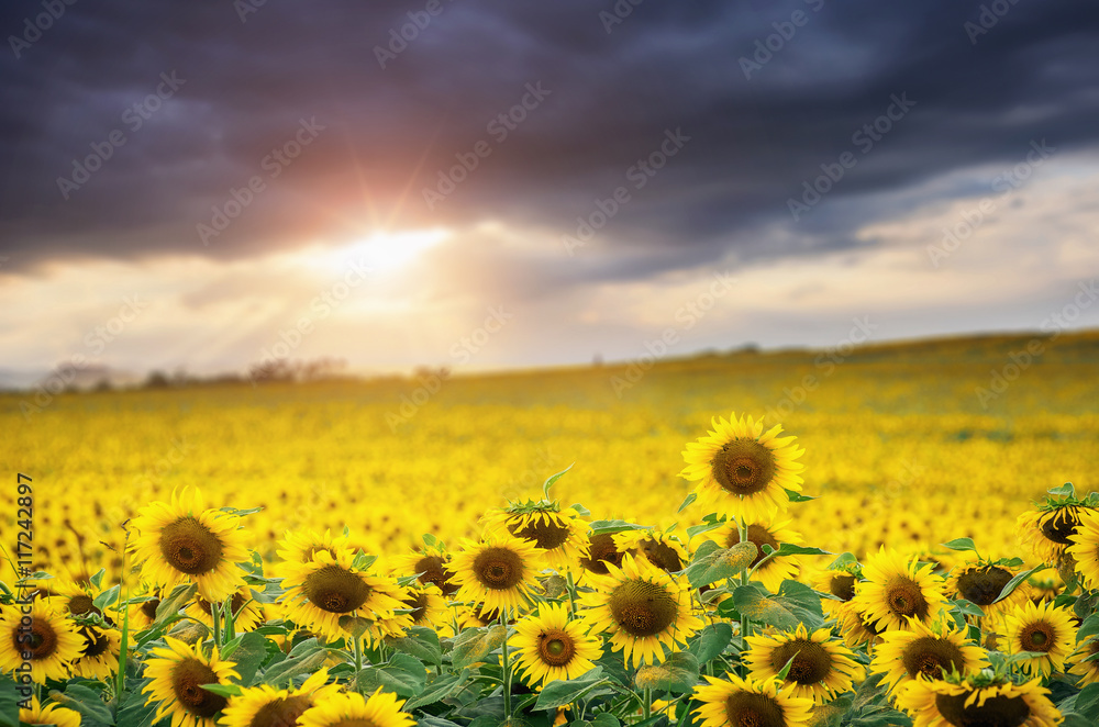 Obraz premium Sunflower field