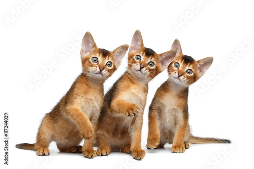 Three Cute Abyssinian Kitten Sitting and Curious Looking in Camera on Isolated White Background, Front view, Playful cat family