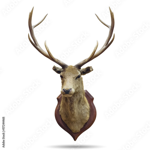 deer horns.