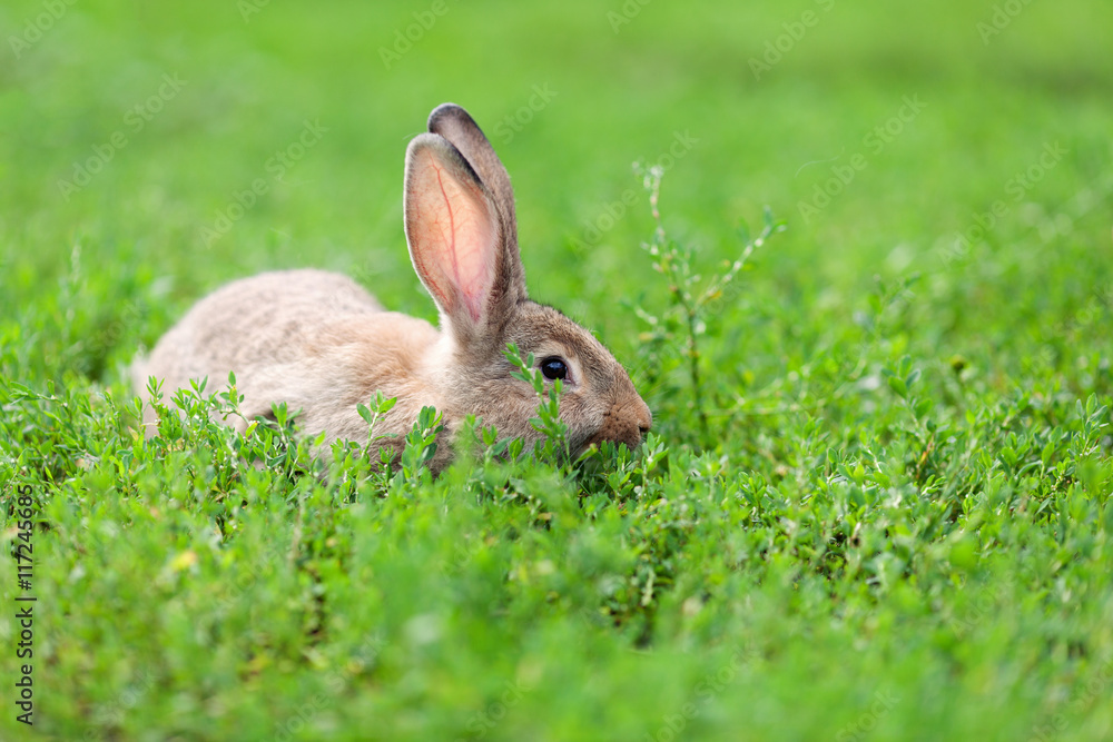 Obraz premium Portrait of little rabbit on green grass background