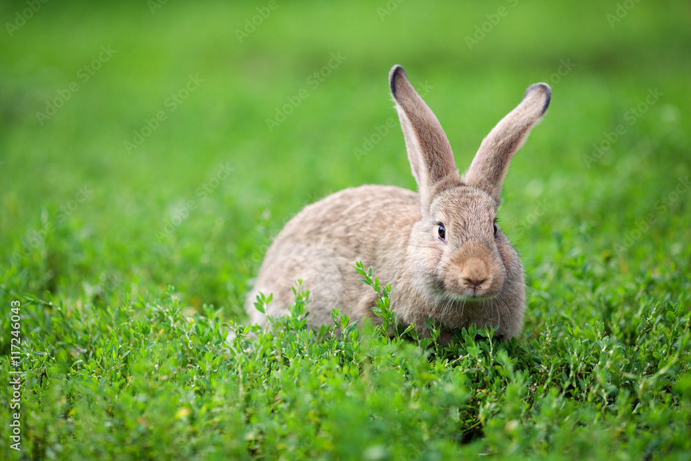 Fototapeta premium Portrait of little rabbit on green grass background