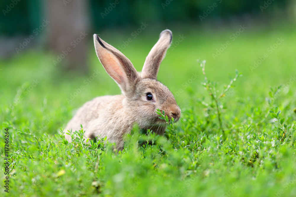 Portrait of little rabbit on green grass background Portrait of little rabbit on green grass background