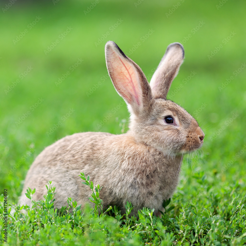 Portrait of little rabbit on green grass background Portrait of little rabbit on green grass background