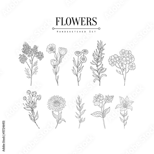 Flower Herbarium Hand Drawn Realistic Sketch