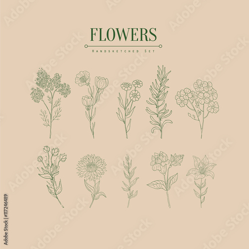 Flower Herbarium Hand Drawn Realistic Sketch