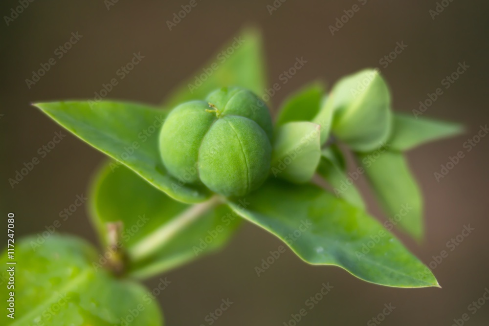 Fruchtstand Kreuzblättrige Wolfsmilch / Fruit stand Euphorbia Lathyris Fruchtstand Kreuzblättrige Wolfsmilch / Fruit stand Euphorbia Lathyris