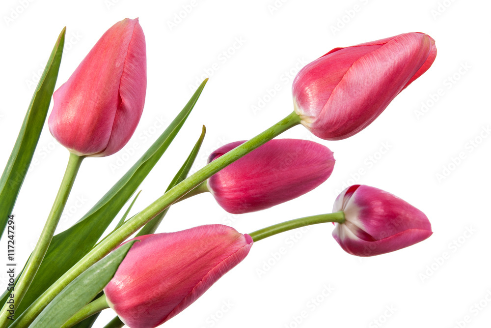 Naklejka premium Flowers