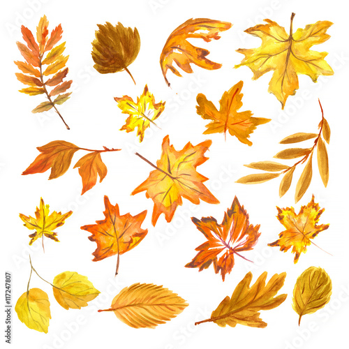 Watercolor hand drawn fall leaves set. Beautiful herbarium for backdrop and decoration. Season colors like red  orange  yellow and green.