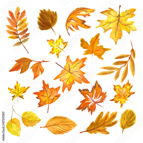 Watercolor hand drawn fall leaves set. Beautiful herbarium for backdrop and decoration. Season colors like red, orange, yellow and green.