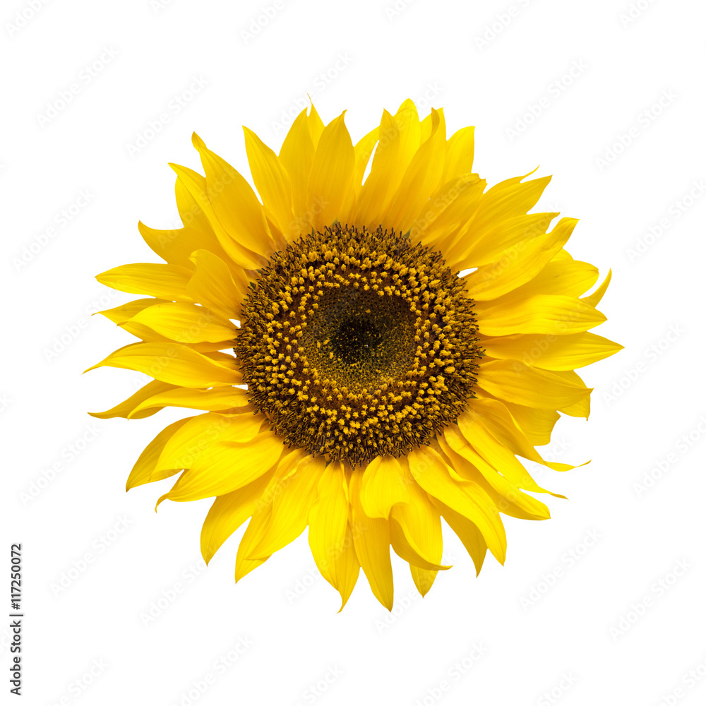 Fototapeta premium bright yellow sunflower
