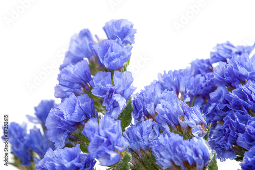 Limonium sinuatum  statice