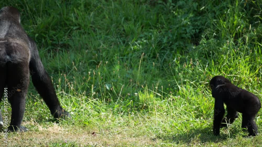 fascinating gorilla monkey family outdoors fascinating gorilla monkey family outdoors