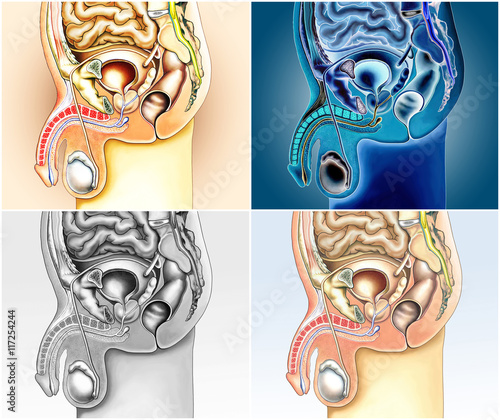 Männliche Geschlechtsorgane.Verschiedene Ansichten photo