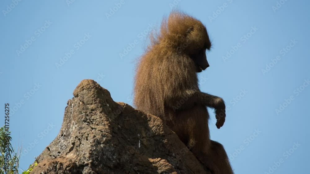 a family of baboons sitting in rocks a family of baboons sitting in rocks