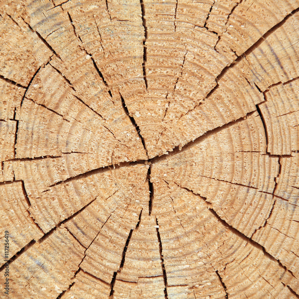 Fototapeta premium tree in section