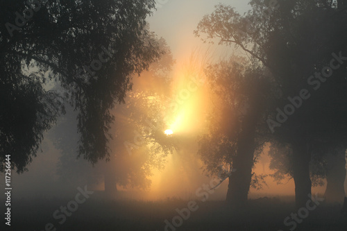 delightful dawn in oak © salman2