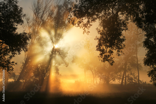 Fotografie, Obraz delightful dawn in oak