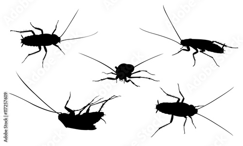 set of cockroaches isolated