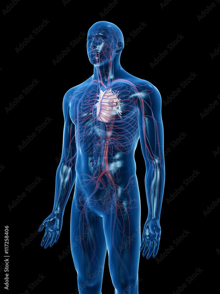 3d rendered medically accurate illustration of the vascular system 3d rendered medically accurate illustration of the vascular system