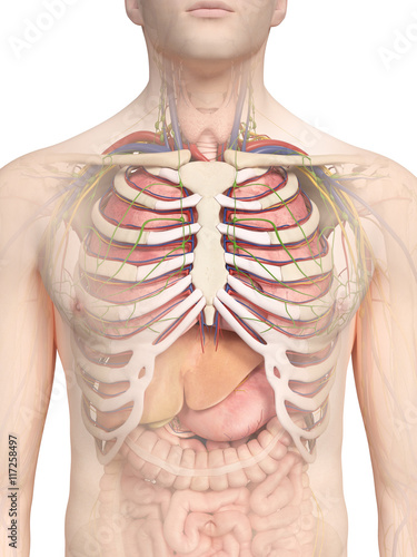 3d rendered medically accurate illustration of the thorax anatomy