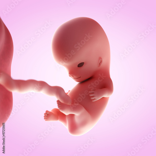 3d rendered medically accurate illustration of a fetus in week 9 photo