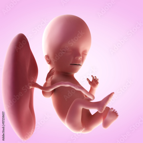 3d rendered medically accurate illustration of a fetus in week 15