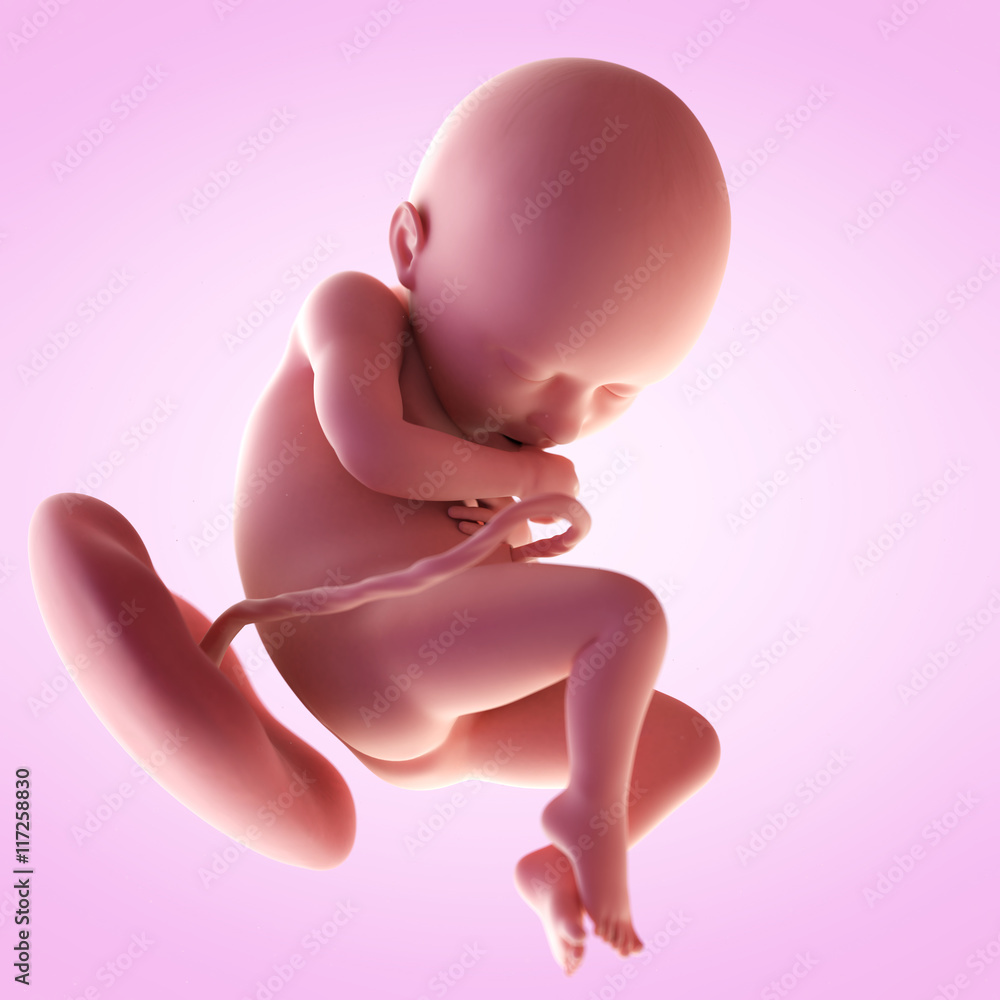3d rendered medically accurate illustration of a fetus in week 36 3d rendered medically accurate illustration of a fetus in week 36