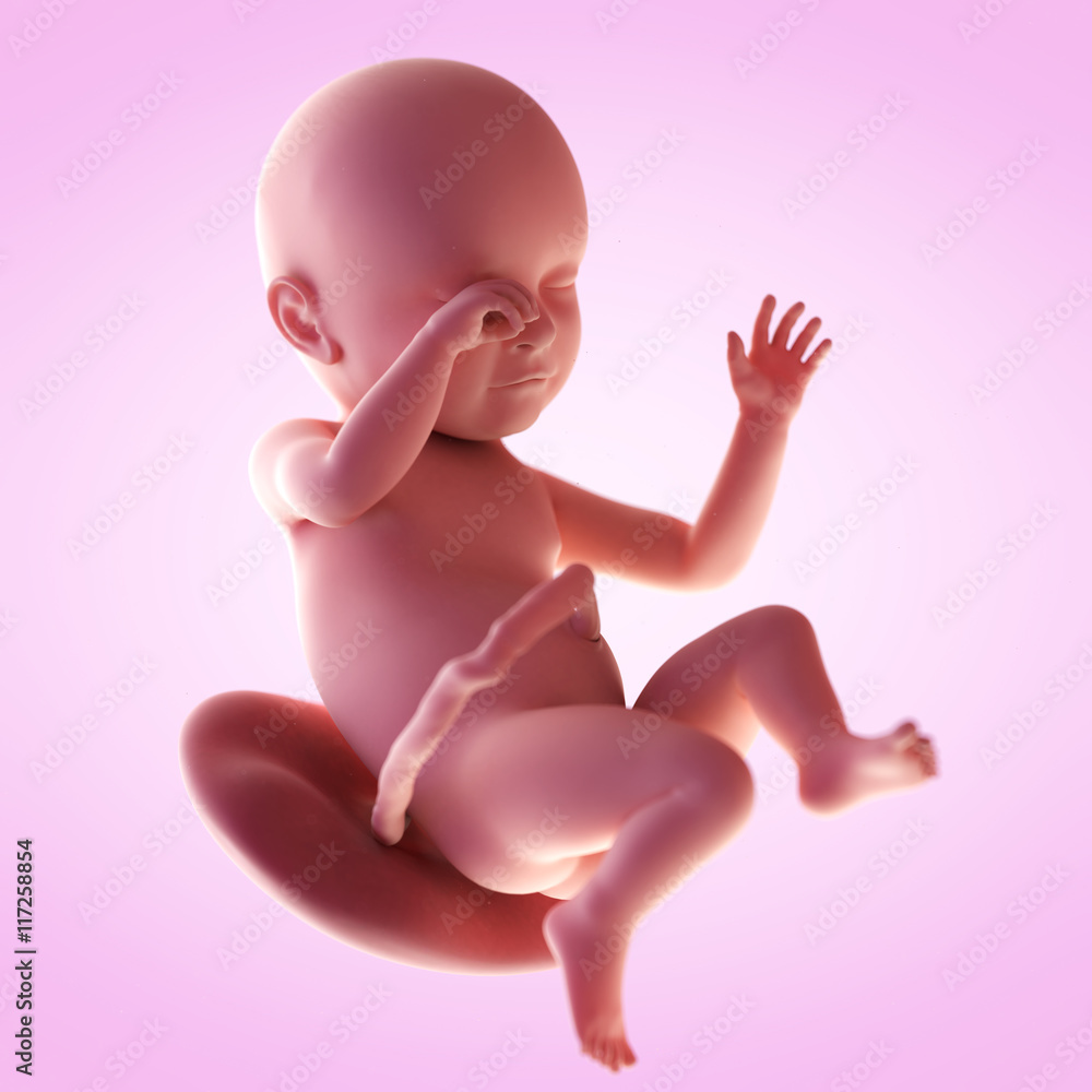 3d rendered medically accurate illustration of a fetus in week 39 3d rendered medically accurate illustration of a fetus in week 39