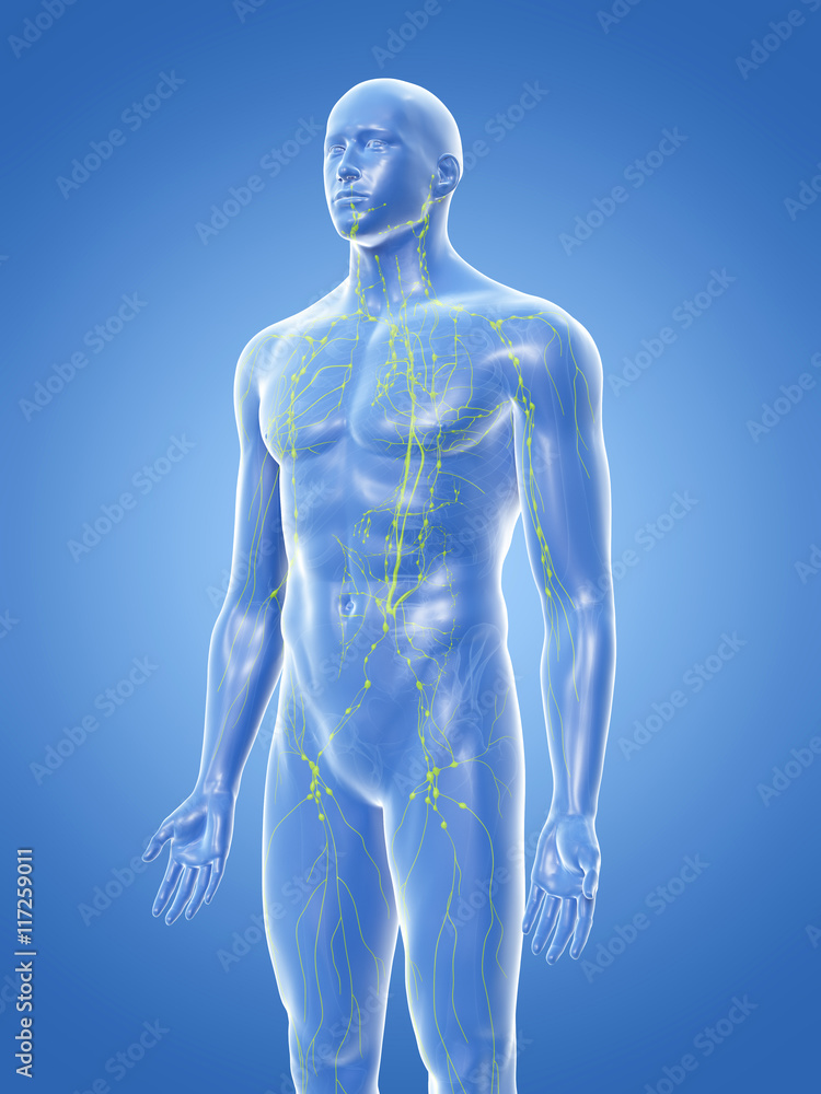 3d rendered medically accurate illustration of the lymphatic system 3d rendered medically accurate illustration of the lymphatic system