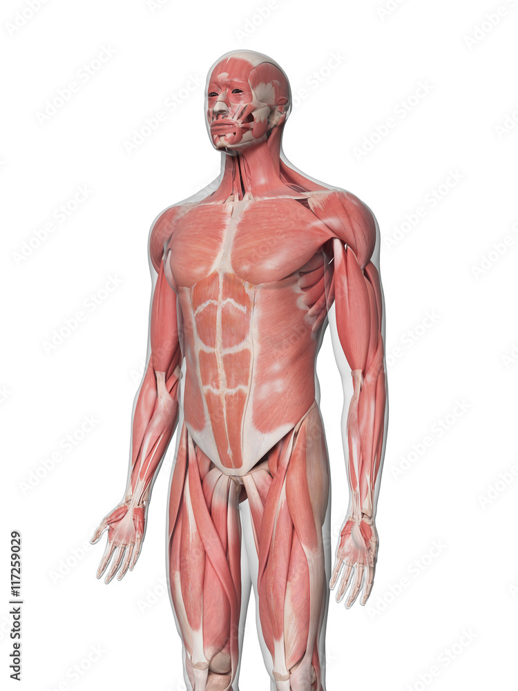 3d rendered medically accurate illustration of the muscles 3d rendered medically accurate illustration of the muscles