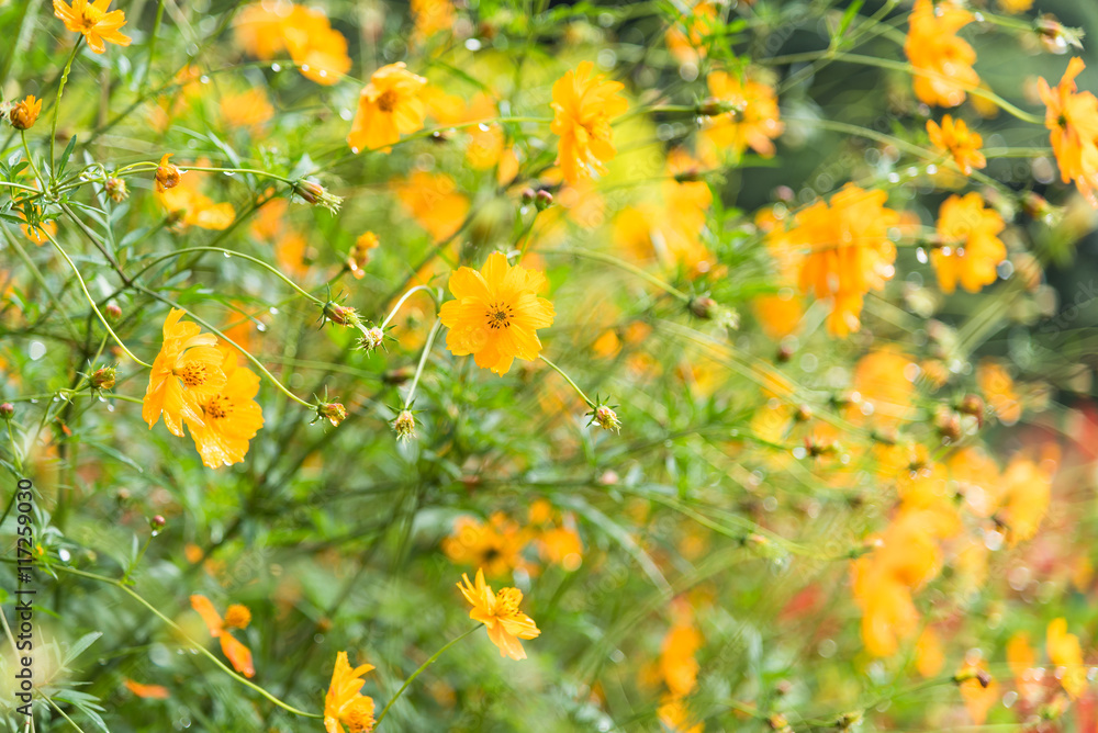 Yellow Cosmos flower.